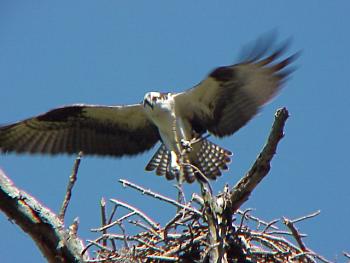 photo of an Osprey