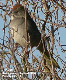 photo of a Green-tailed Towhee