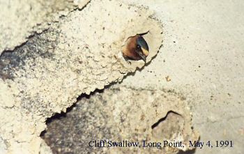 photo of a Cliff Swallow