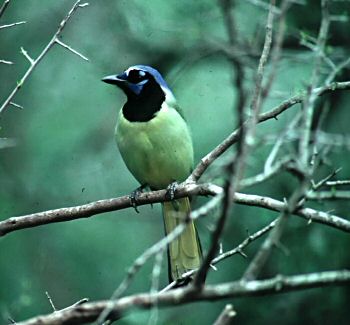 photo of a Green Jay