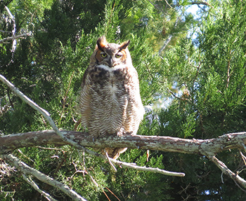 photo of a Great Horned Owl
