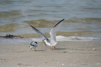 photo of Least Tern offering morsel to prospective mate