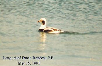 photo of a Long-tailed Duck