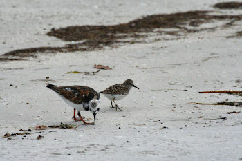photo of a Ruddy Turnstone and a Least Sandpiper