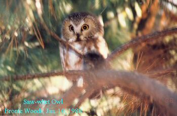 photo of a Saw-whet Owl