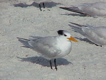 photo of a Royal Tern