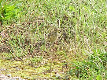 photo of an American Pipit