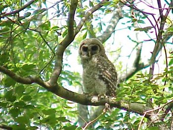 photo of a Barred Owl Owlet