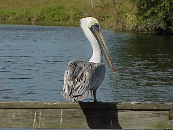 photo of a Brown Pelican