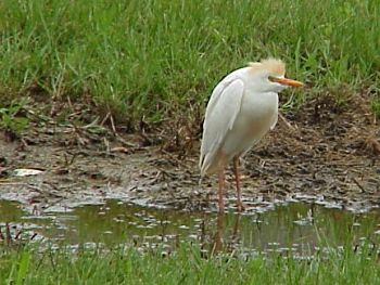 photo of a Cattle Egret
