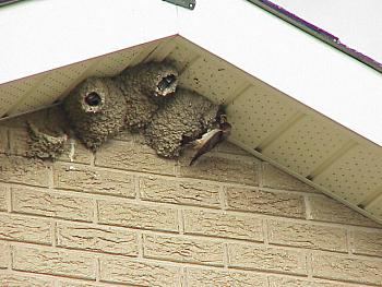 photo of a Cliff Swallow at nest feeding young