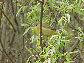 photo of a Common Yellowthroat