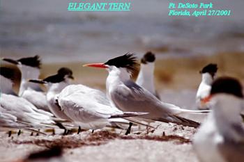 photo of an Elegant Tern