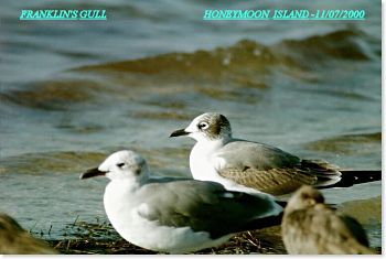 photo of a Franklin's Gull with Laughing Gull
