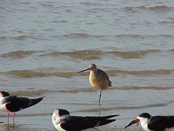 photo of a Marbled Godwit