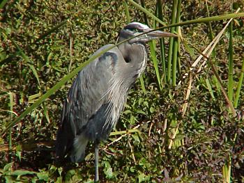 photo of a Great Blue Heron