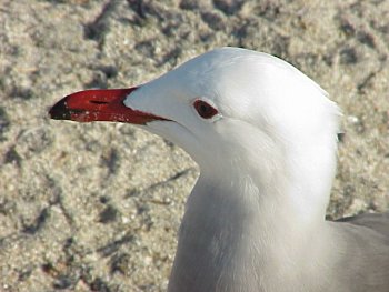 photo of a Heermann's Gull