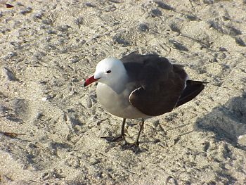 photo of a Heermann's Gull