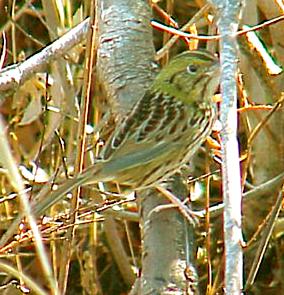 photo of a Henslow's Sparrow