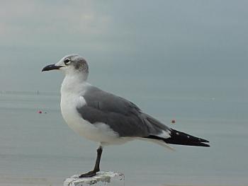 photo of a Laughing Gull