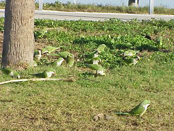 photo of Monk Parakeets
