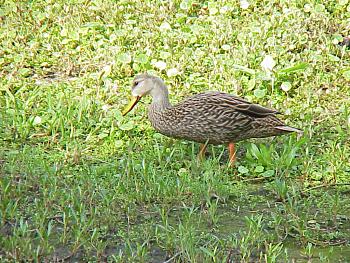 photo of a Mottled Duck