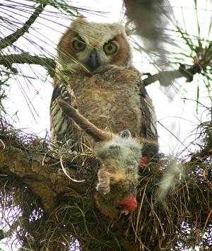 photo of a Great Horned Owlet eating a rabbit