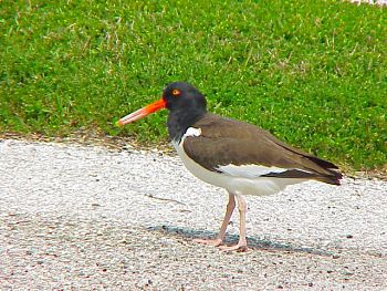 photo of an American Oystercatcher