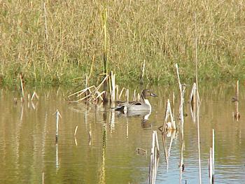 photo of a Northern Pintail