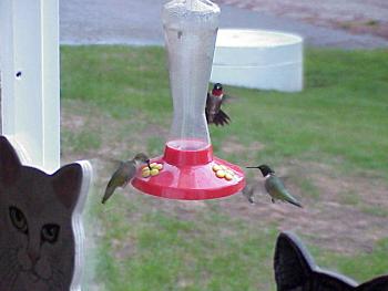 photo of Ruby throated Hummingbirds