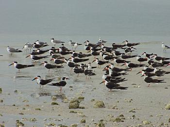 photo of a Black Skimmers