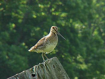 photo of a Wilson's Snipe