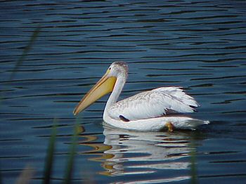 photo of a White Pelican