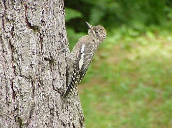 photo of a Yellow-bellied Sapsucker